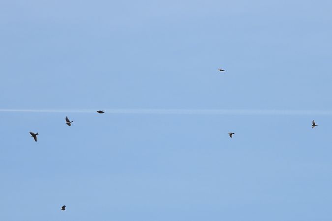 Alouette des champs  - Justyna Krawczyk