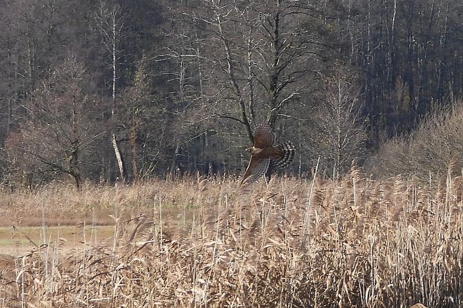 jastrząb  - Justyna Krawczyk