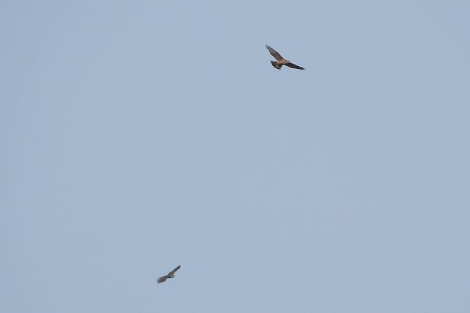 Autour des palombes  - Justyna Krawczyk