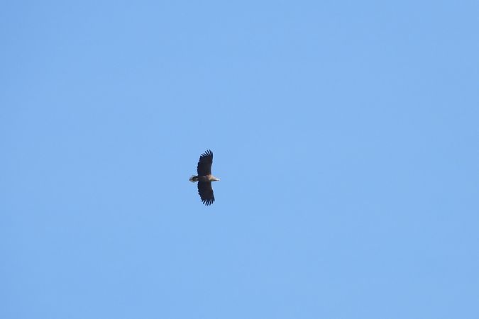 Seeadler  - Justyna Krawczyk