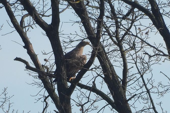 Pygargue à queue blanche  - Justyna Krawczyk