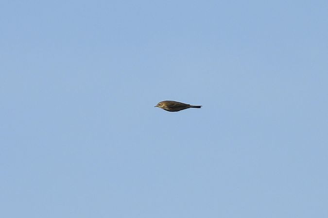 Pipit farlouse  - Justyna Krawczyk