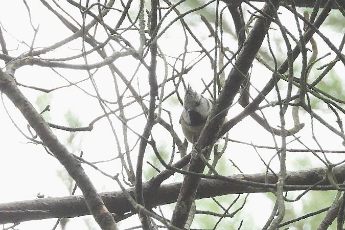 czubatka  - Justyna Krawczyk