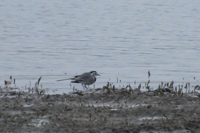 pliszka siwa  - Justyna Krawczyk