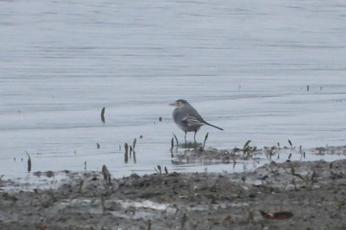 pliszka siwa  - Justyna Krawczyk