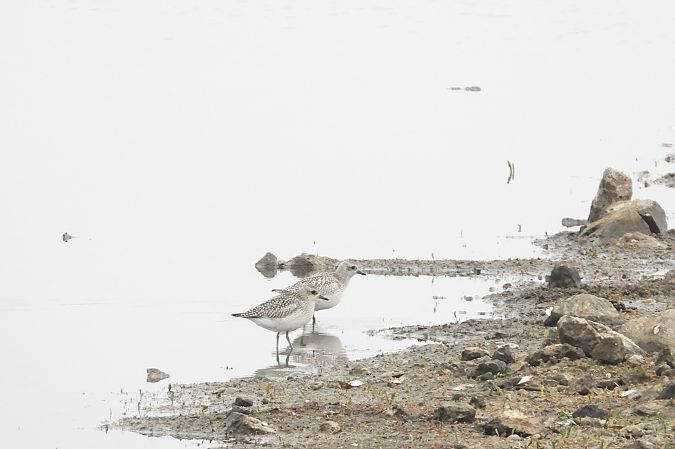 Pluvier argenté  - Justyna Krawczyk