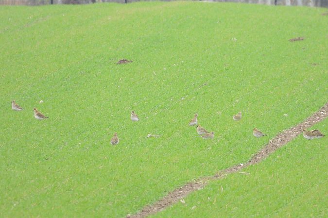 siewka złota  - Justyna Krawczyk