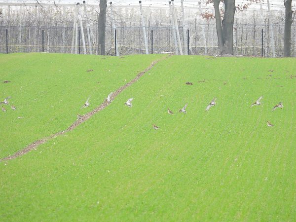 Pluvier doré  - Justyna Krawczyk