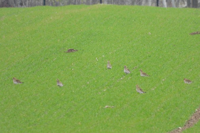 Pluvier doré  - Justyna Krawczyk