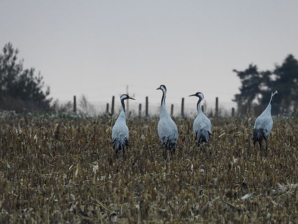 żuraw  - Justyna Krawczyk