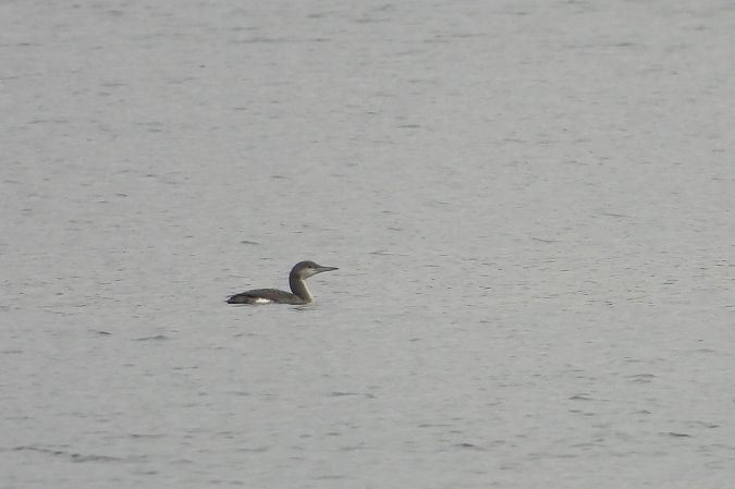 nur czarnoszyi  - Justyna Krawczyk