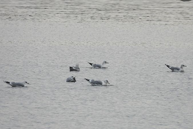 mewa siwa  - Justyna Krawczyk