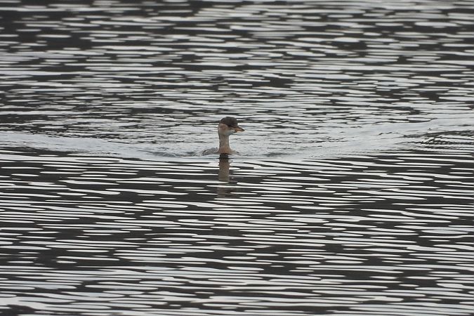 Little Grebe  - Justyna Krawczyk