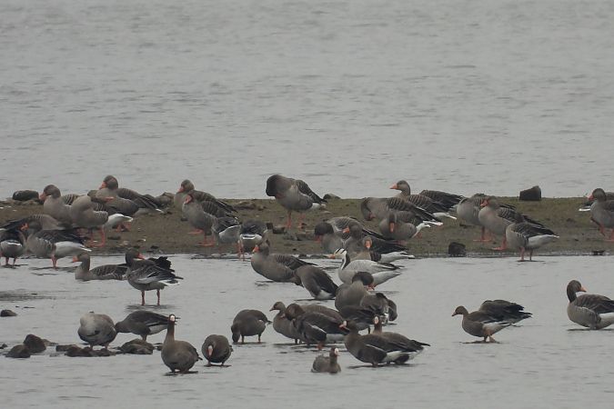 Streifengans  - Justyna Krawczyk