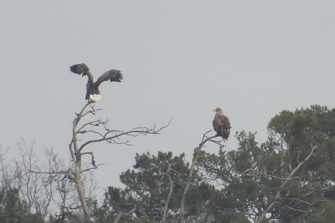 White-tailed Eagle  - Justyna Krawczyk