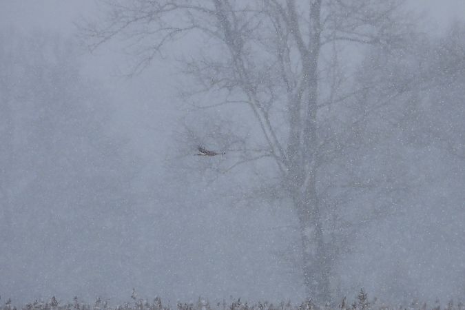 Hen Harrier  - Justyna Krawczyk