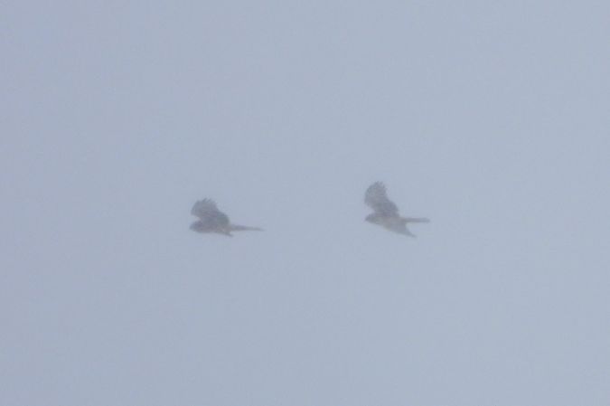 Hen Harrier  - Justyna Krawczyk