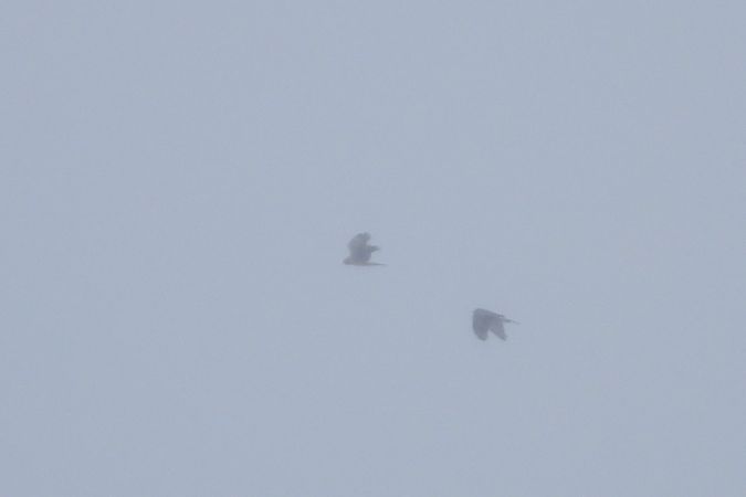 Busard Saint-Martin  - Justyna Krawczyk