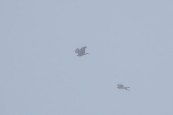 Busard Saint-Martin  - Justyna Krawczyk