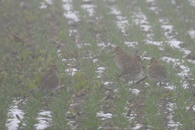 Goldregenpfeifer  - Justyna Krawczyk