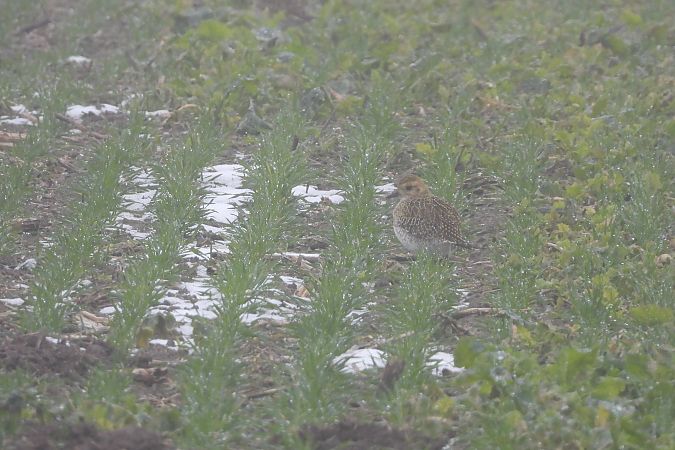 Pluvier doré  - Justyna Krawczyk