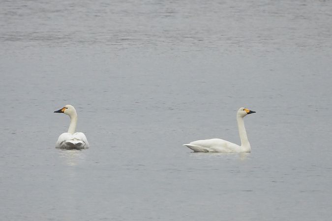 łabędź czarnodzioby  - Justyna Krawczyk