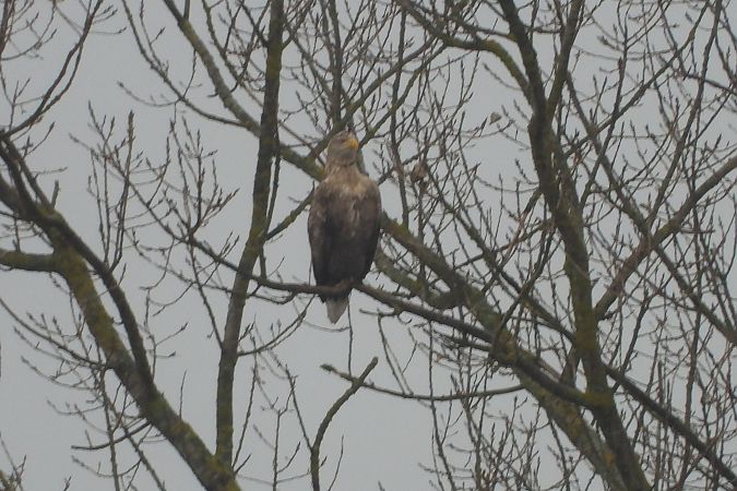 bielik  - Justyna Krawczyk