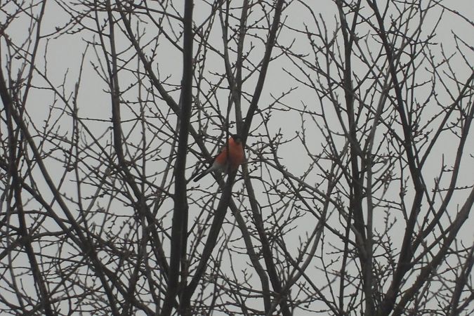 gil  - Justyna Krawczyk