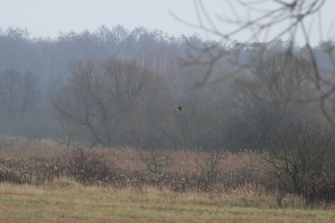 błotniak zbożowy  - Justyna Krawczyk