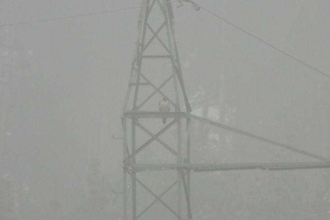 sokół wędrowny  - Justyna Krawczyk