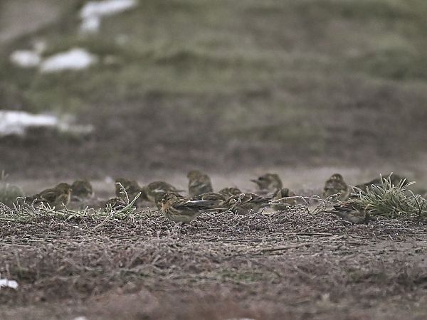 rzepołuch  - Wiesław Żądło