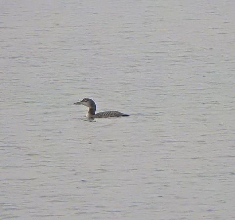 Plongeon imbrin  - Jonatan Manista