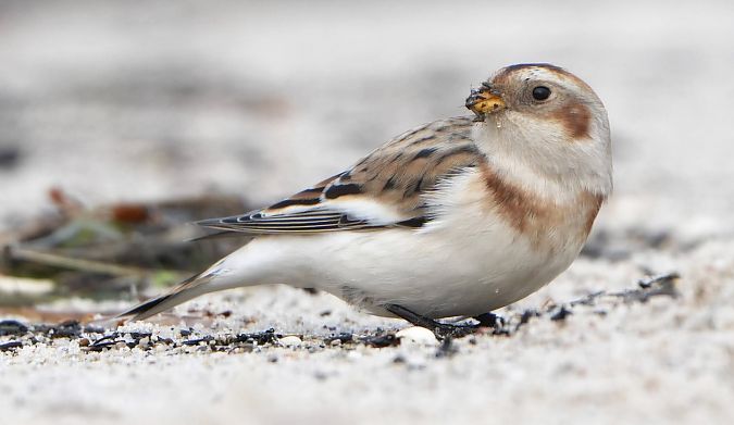 śnieguła  - Kopciewicz Piotr