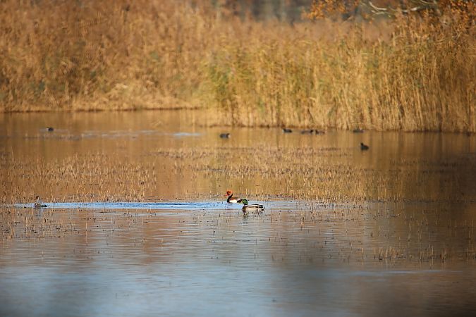 hełmiatka  - Jacek Szczepaniak