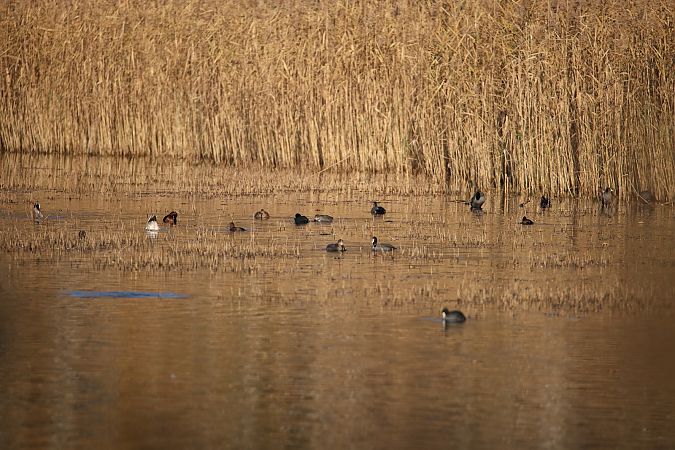 podgorzałka  - Jacek Szczepaniak