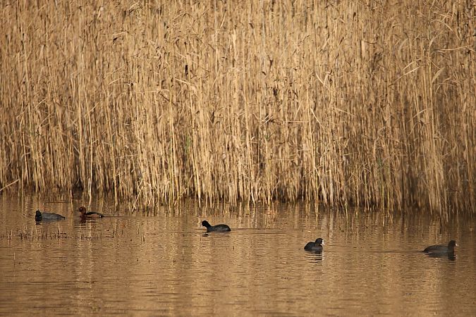 podgorzałka  - Jacek Szczepaniak