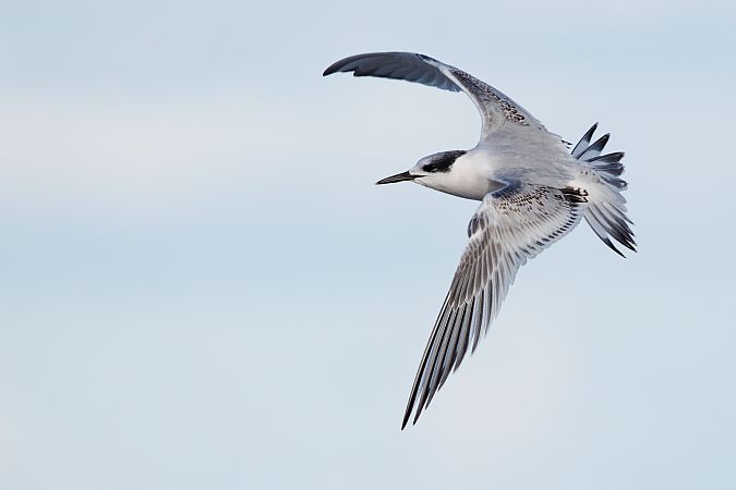 rybitwa czubata  - Dawid Kowalski