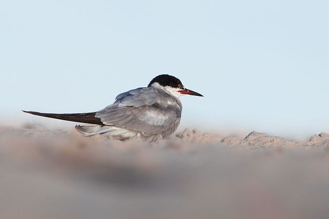 Flussseeschwalbe  - Dawid Kowalski