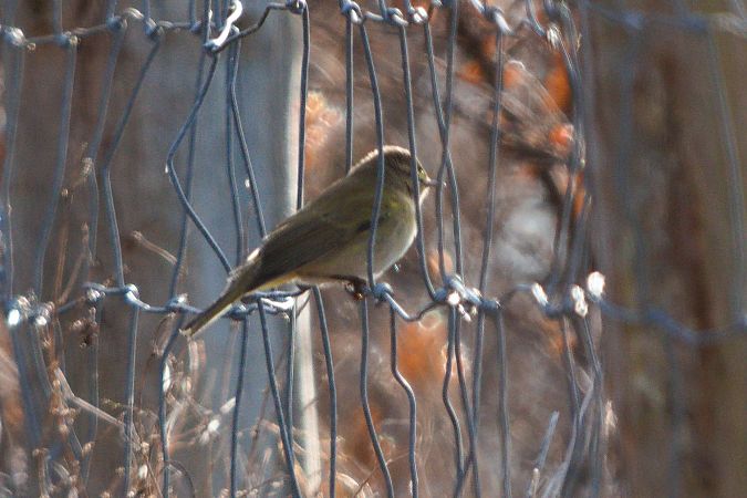 pierwiosnek  - Dawid Kowalski