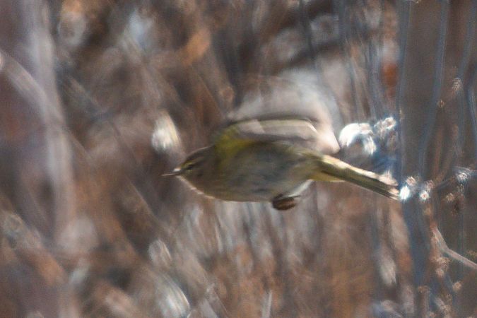 Pouillot véloce  - Dawid Kowalski