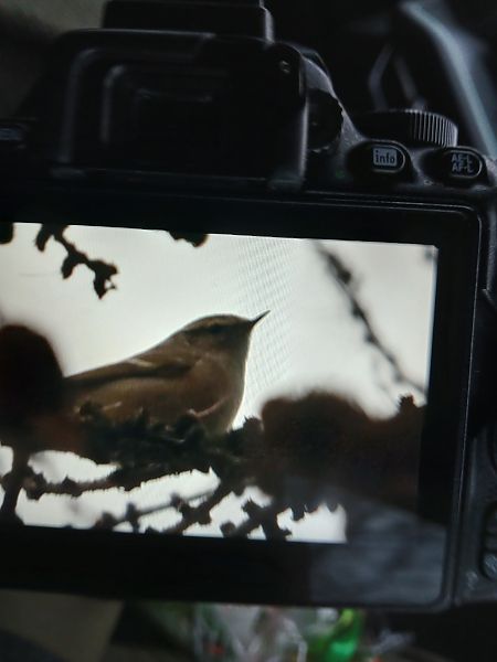 Tienschanlaubsänger  - Dawid Kowalski