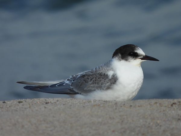 rybitwa popielata  - Anna Kryśkowiak
