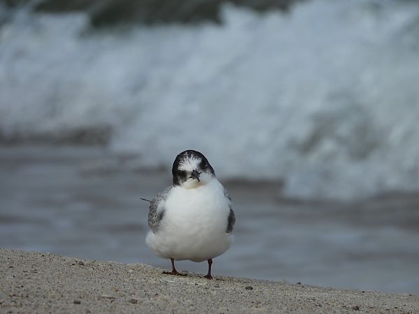 rybitwa popielata  - Anna Kryśkowiak