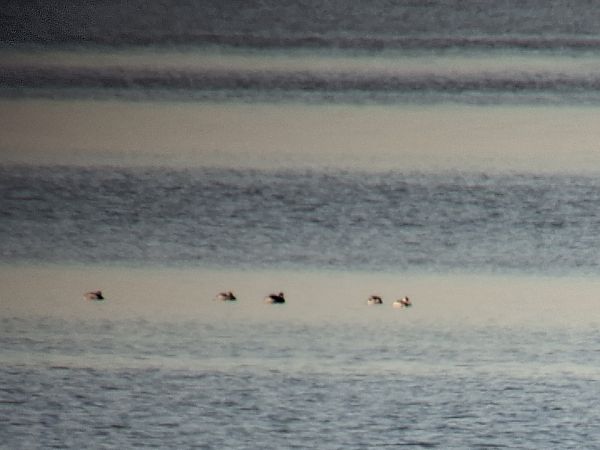 perkoz rogaty  - Gustaw Schneider