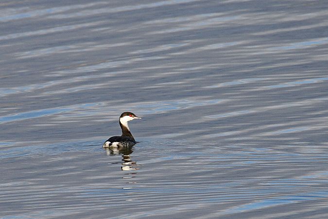 perkoz rogaty  - Gustaw Schneider