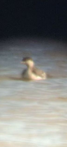 perkoz rogaty  - Gustaw Schneider