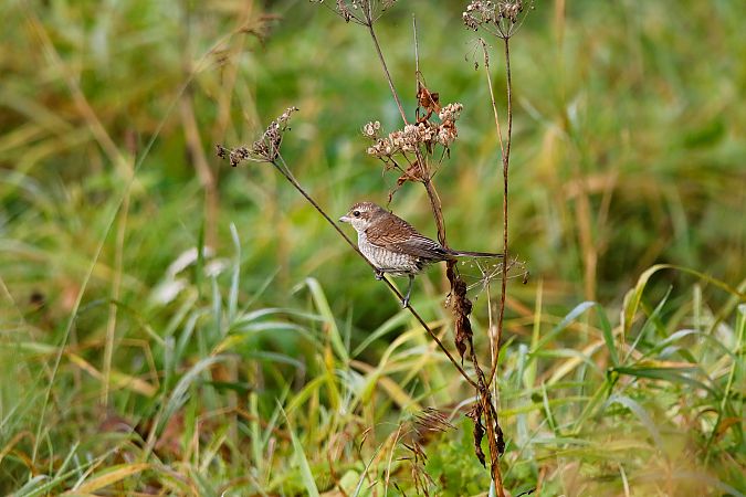 gąsiorek  - Marcin Kuźma