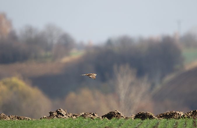 drzemlik  - Marcin Kuźma