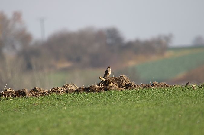Faucon émerillon  - Marcin Kuźma