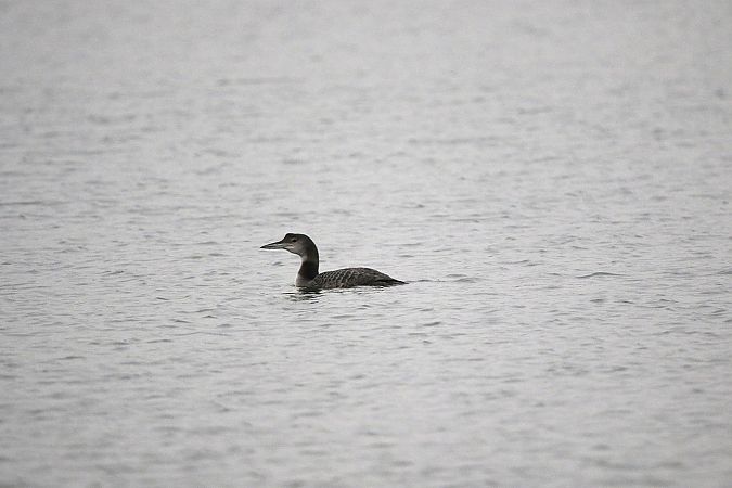 Eistaucher  - Marcin Kuźma